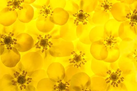 Yellow background Stock Photos