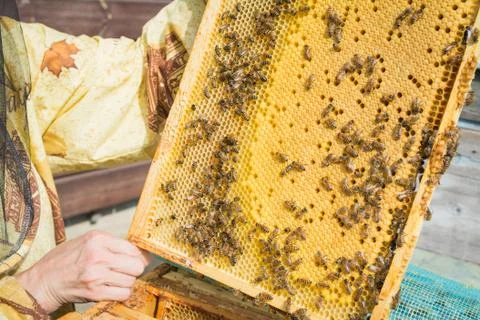 Yellow background, teamwork concept, Bees working on honey cell Stock Photos