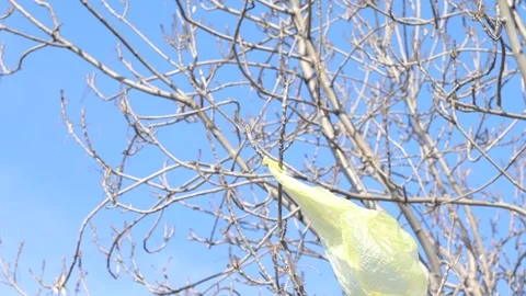Yellow Bag on Tree Branches Stock Footage 297197219