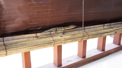 Yellow balinese lizard Stock Footage 110733381