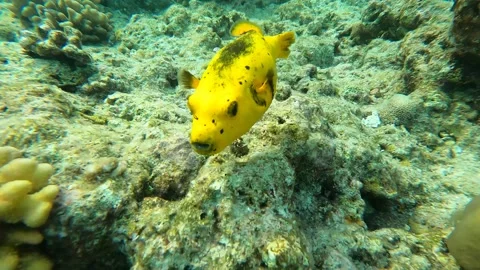 Yellow ballonfish with black spots swimming Stock Footage