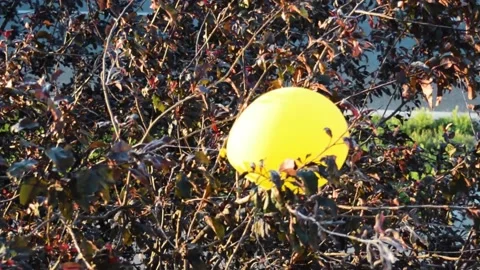 A yellow balloon entangled in tree branches. Video stock 131222528