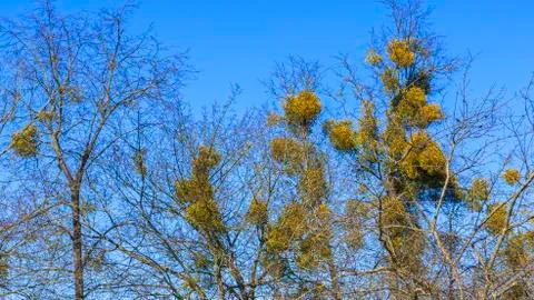 Yellow balls of mistletoe on tree branches on the classic blue background. Na 스톡 사진