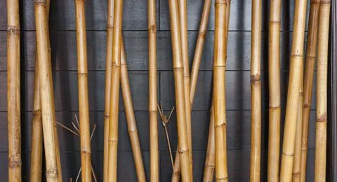 Yellow bamboo fence background on the black wood Stock Photos