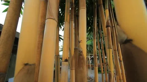 Yellow bamboo. Stock Footage 10791520