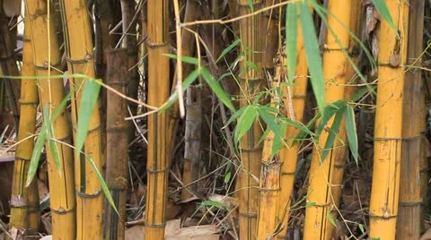 Yellow bamboo. 库存影片 10867038