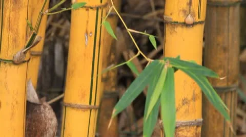 Yellow bamboo. 库存影片 10867240