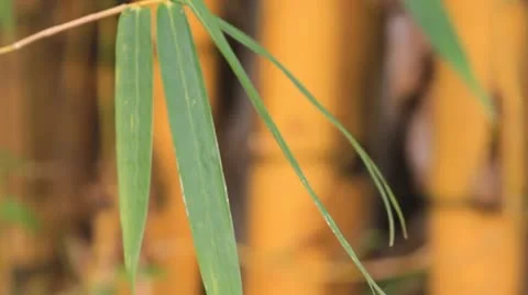 Yellow bamboo. Stock-Footage 10867275