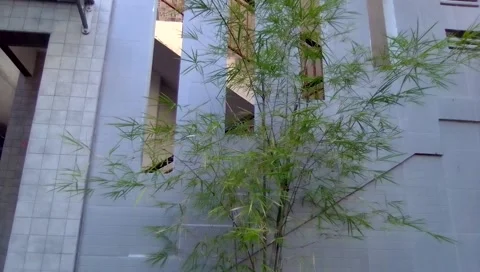Yellow bamboo Stock Footage 183422988