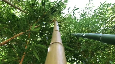 Yellow bamboo Stock Footage 199964394