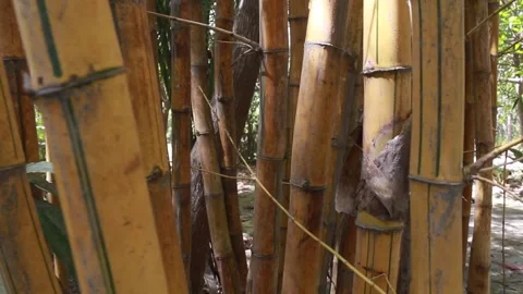 Yellow Bamboo Forest Walkthrough Stock Footage 152896861