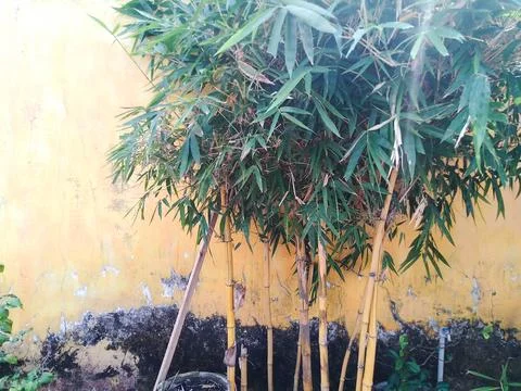 Yellow Bamboo Stock Photos