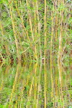 Yellow bamboo in pot Stock Photos