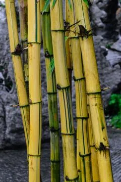 Yellow bamboo trunks in front of the grey stone background Stock-Fotos