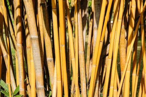 Yellow bamboo trunks Stock Photos
