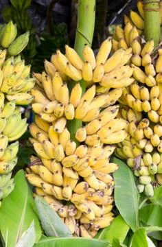 Yellow banana Stock Photos