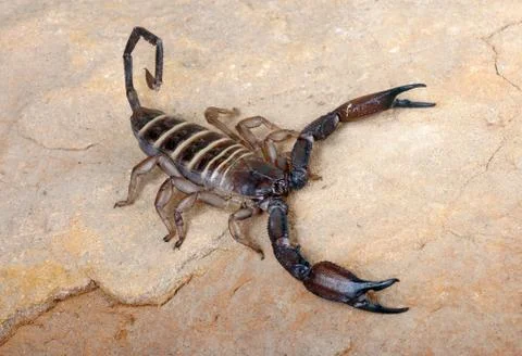 Yellow Banded Flat Rock Scorpion. Stock Photos