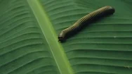 Yellow Banded Millipede Walking Across A Banana Leaf In The Middle Of The Rai Stock Footage