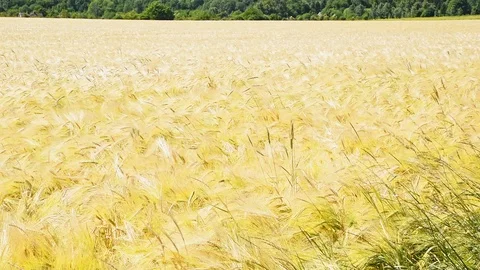Yellow barley field in the wind Stock Footage 95276962