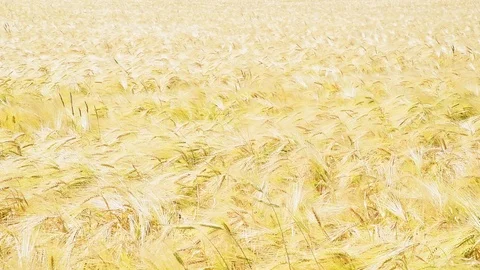Yellow barley field in the wind Stock Footage 95276989