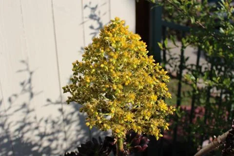 Yellow Batch of Flowers Stock Photos