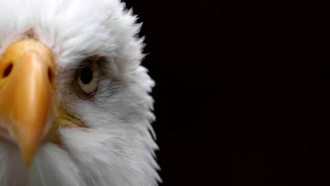 Yellow Beak, Bald Eagle Prey Wildlife Nature Portrait Extreme Close Up Stock Footage 157607740