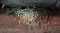 Yellow-beaked nestlings inside the nest HD Footage