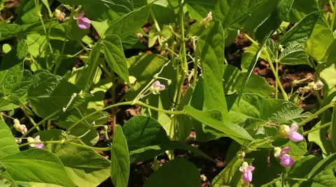 Yellow beans flowering in city garden 1 Stock Footage