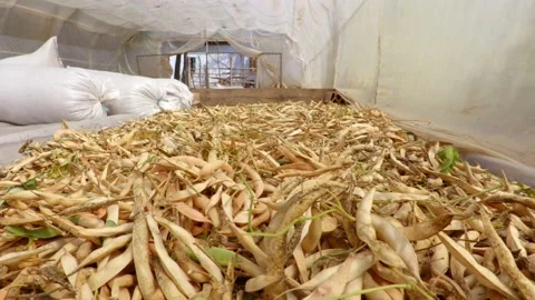 Yellow beans Stock Footage 171580303