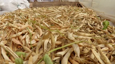 Yellow beans Stock Footage 171580320