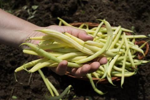 Yellow beans in hand Stock Photos