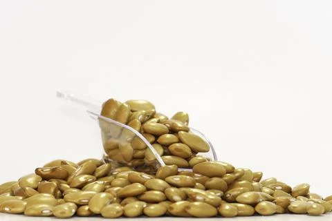 Yellow Beans in a white background Stock Photos