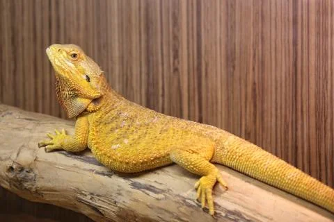 Yellow Bearded Dragon v Stock Photos