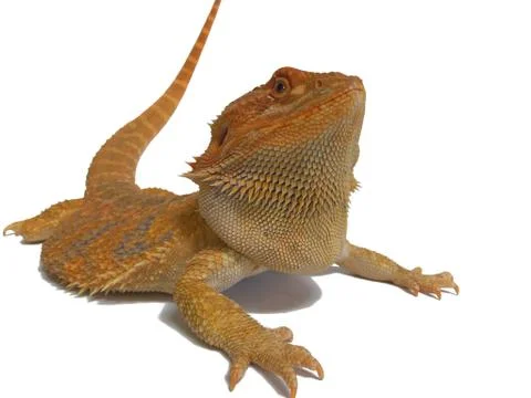 Yellow bearded dragon on white background Stock Photos