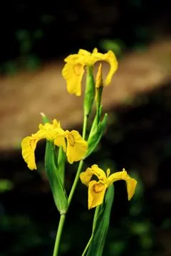 Yellow bearded iris Stock Photos