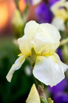 Yellow Bearded Iris Stock Photos