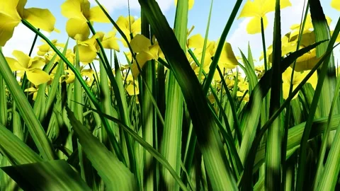 Yellow beautiful flower Stock Footage 337948213