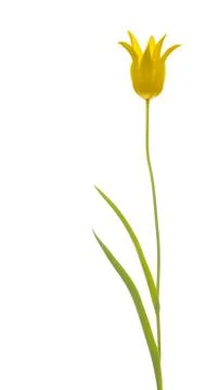 Yellow beautiful lily tulip Stock Photos