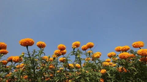 Yellow of Beautiful Marigold Stock Footage 34694114