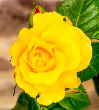 Yellow beautiful rose Stock Photos