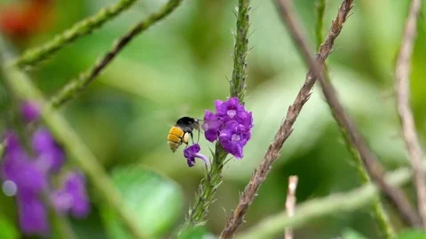 Yellow bee extracting pollen from the flowers slow motion Stock Footage 91809223