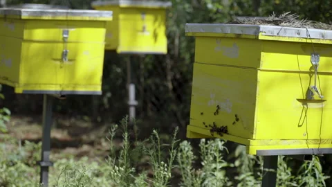 Yellow Bee Hives on Small Scale Honey Farm in Kenya Stockbeeldmateriaal 345000297