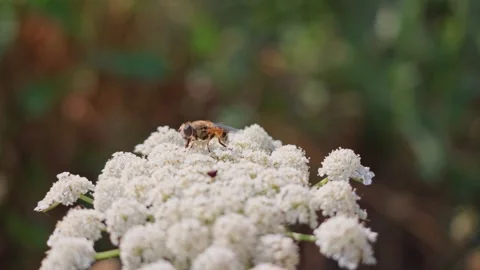Yellow bee on white yarrow flower head Stock Footage 341773653