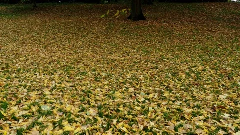 Yellow Beech Leaves On The Ground Видео 220666755