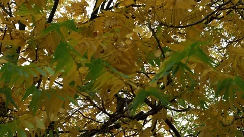 Yellow Beech Leaves On The Ground Stock Footage 220667925