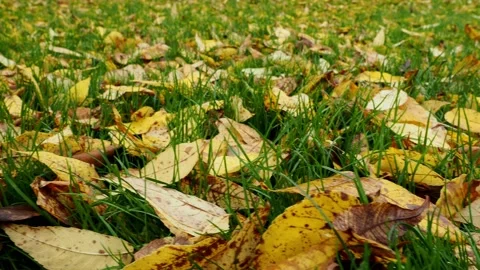 Yellow Beech Leaves On The Ground Видео 220668405