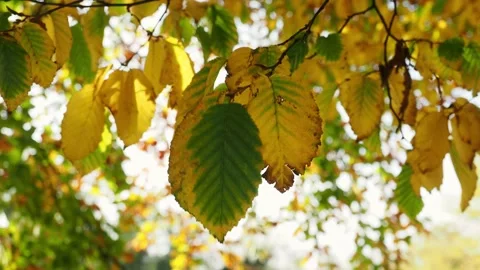 Yellow Beech Leaves On The Ground Video stock 220669273