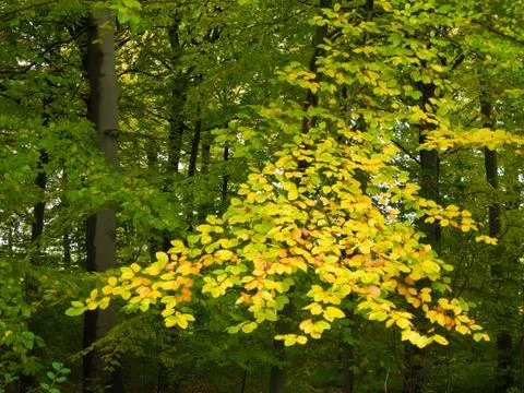 Yellow beech leaves Stock Photos