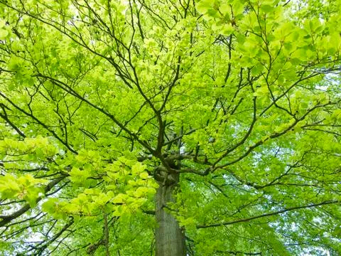 Yellow beech leaves Stock Photos