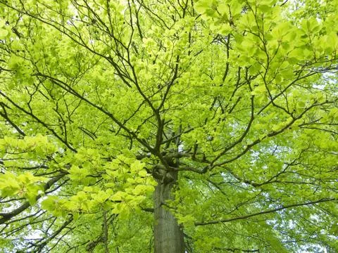 Yellow beech leaves Stock Photos